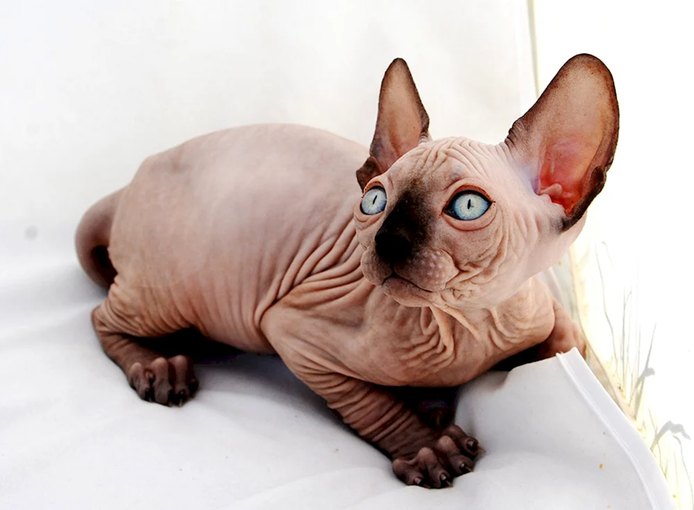 Sphynx-Katze