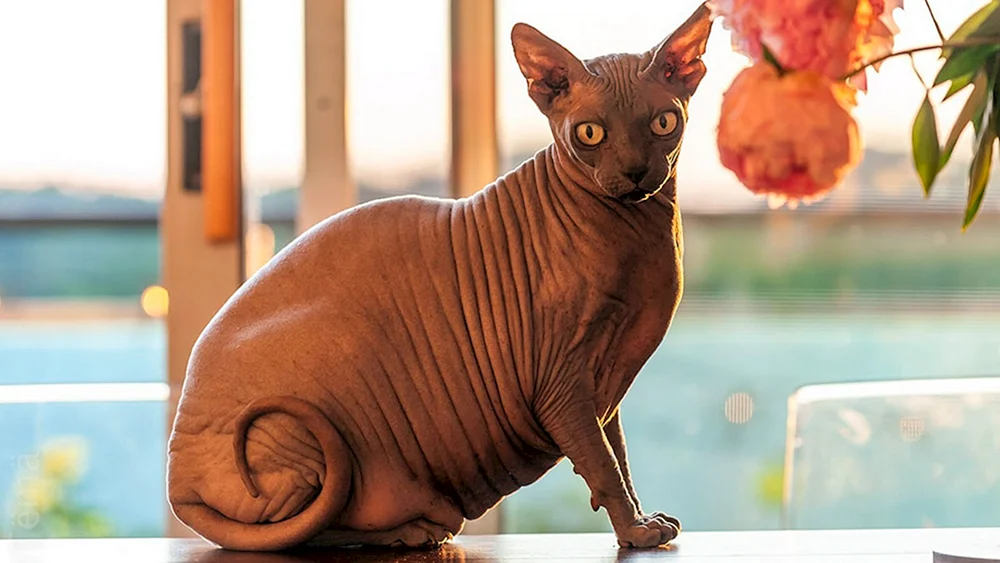 Deon sphynx
