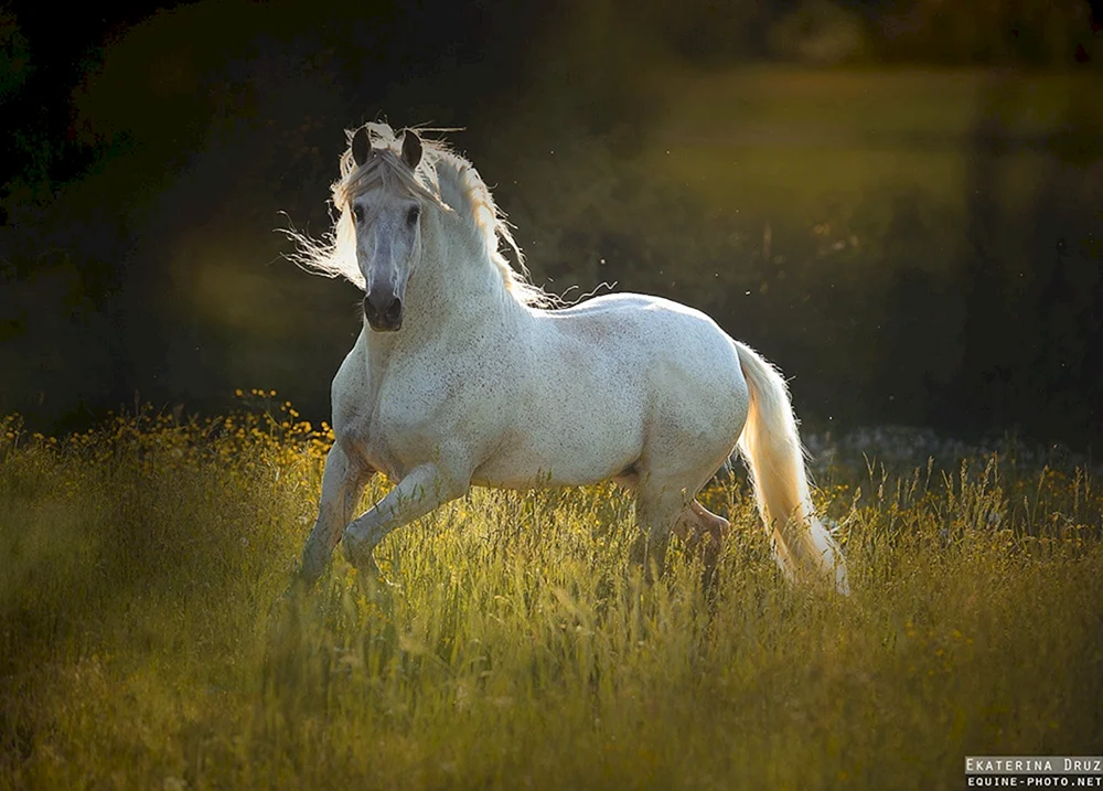 Andalusier Pferd weiß