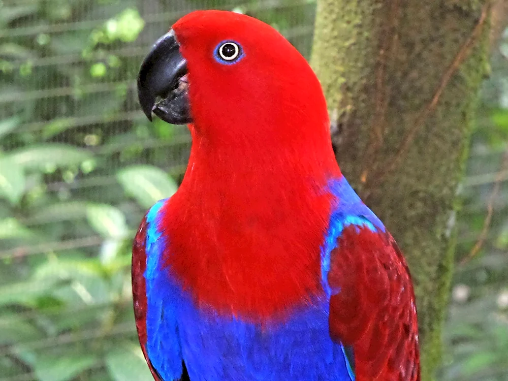 Electus-Papagei