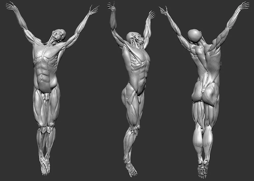 Männlicher Körper Zbrush