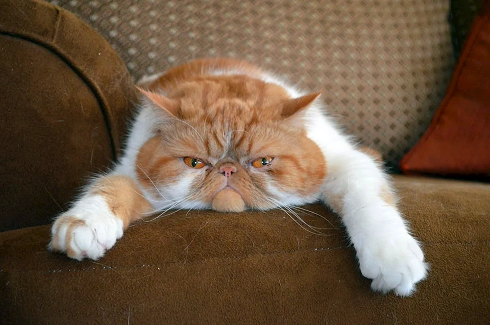 Exotische Katze