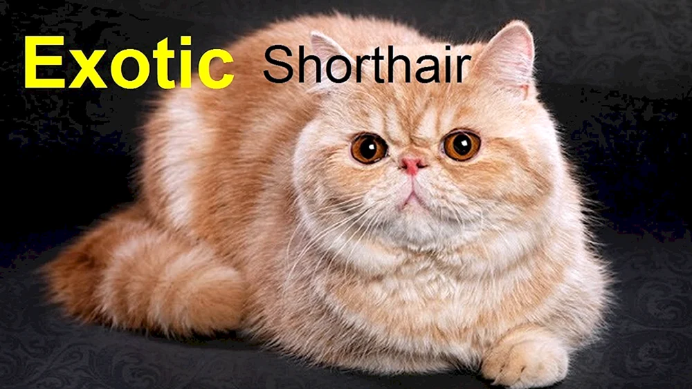 Exotische Katze