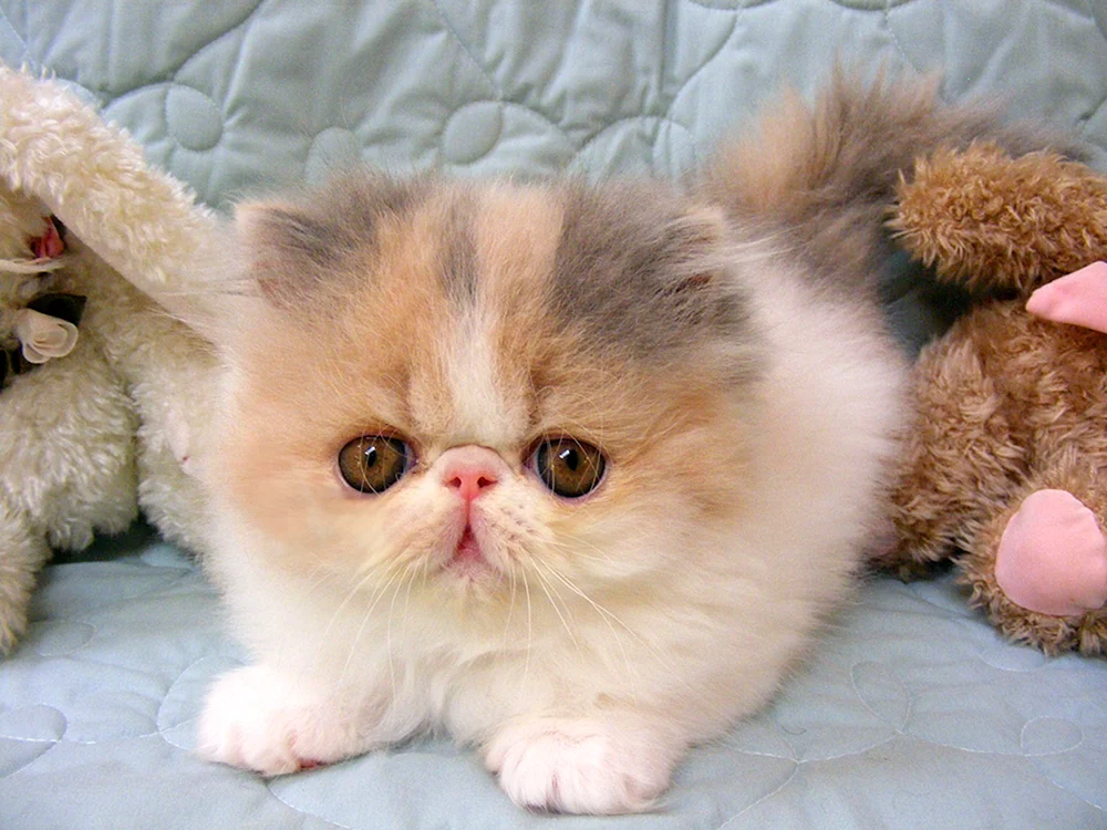 Exotische Katze