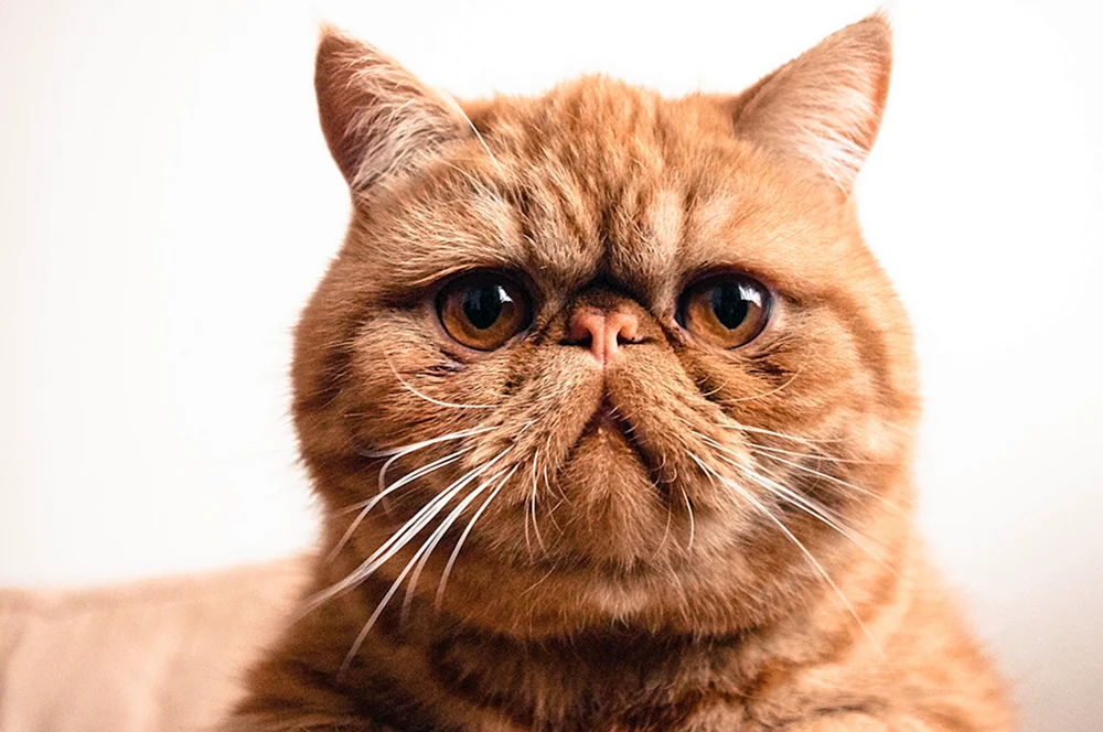 Exotische Katze