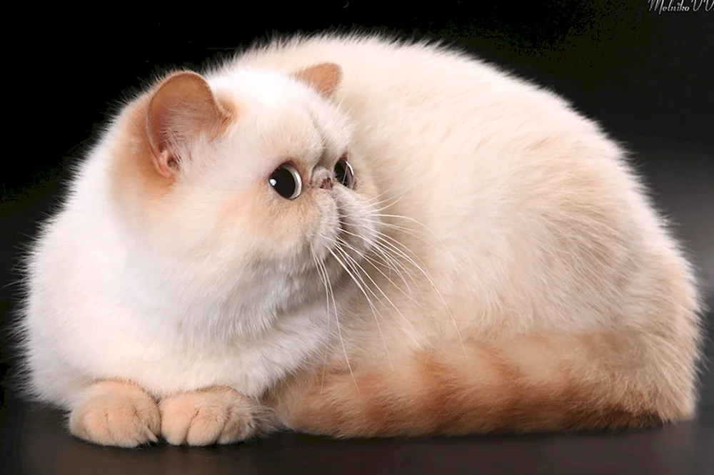 Exotische Katze