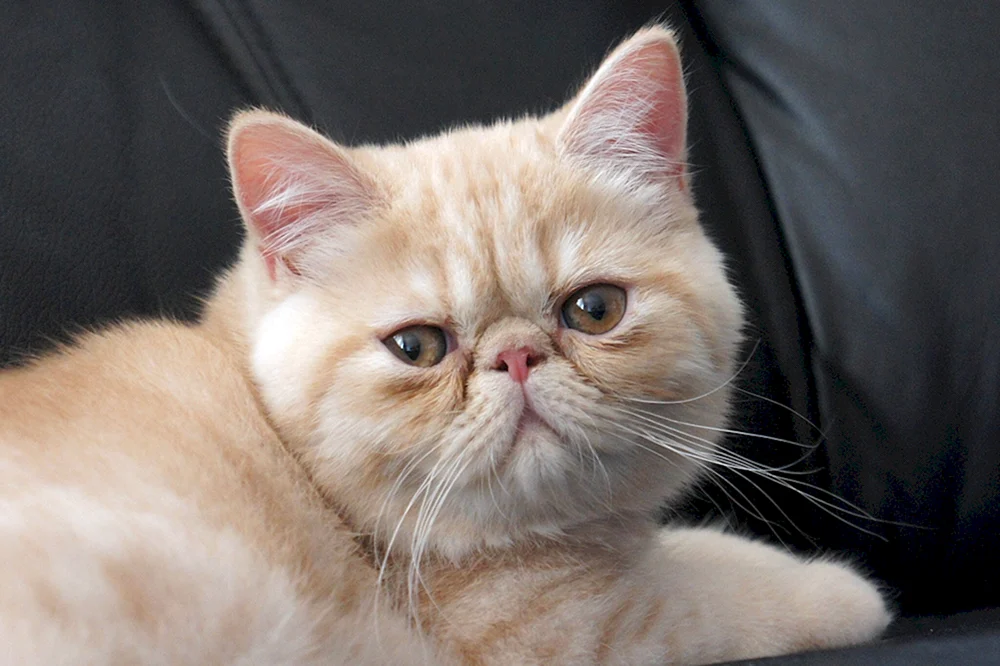 Exotische Katze