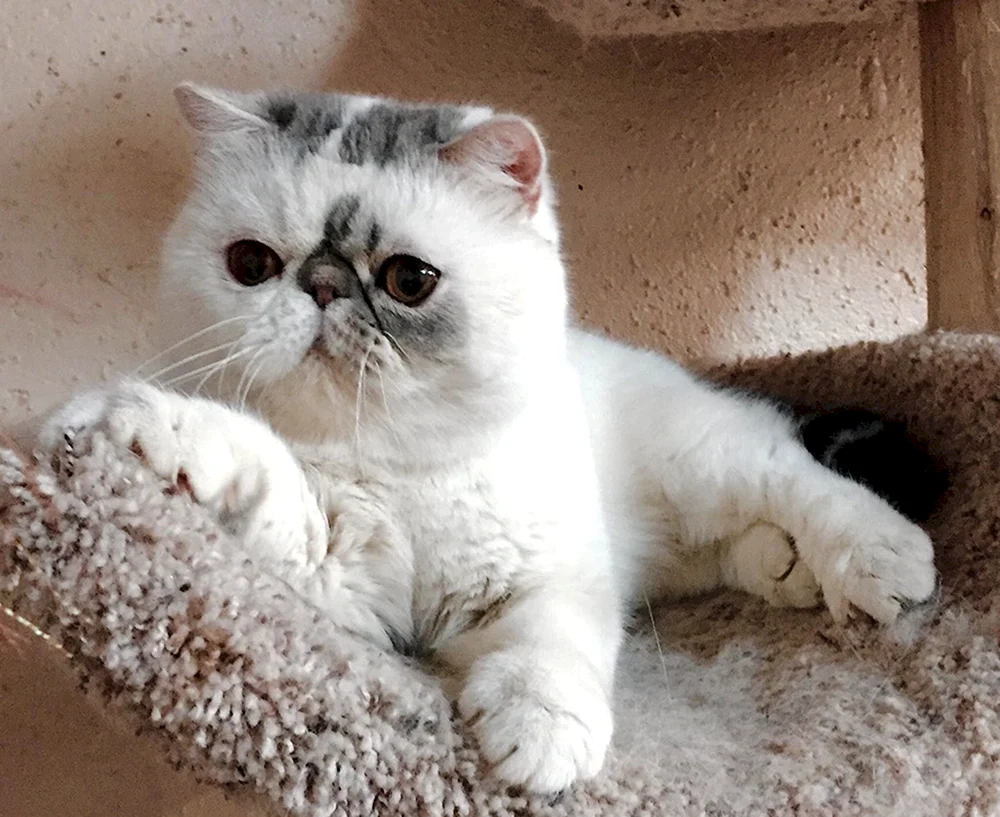 Langhaarige Perserkatze Ingwer