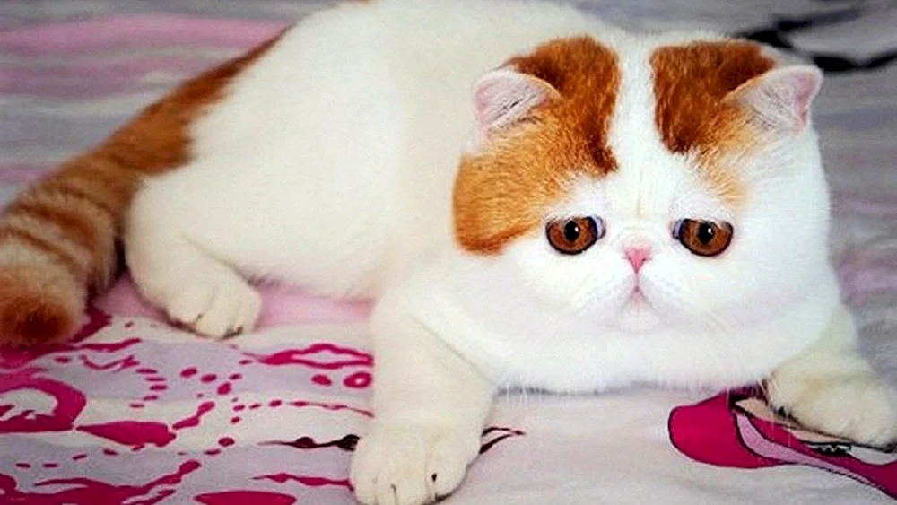 Langhaarige exotische Munchkin Katze
