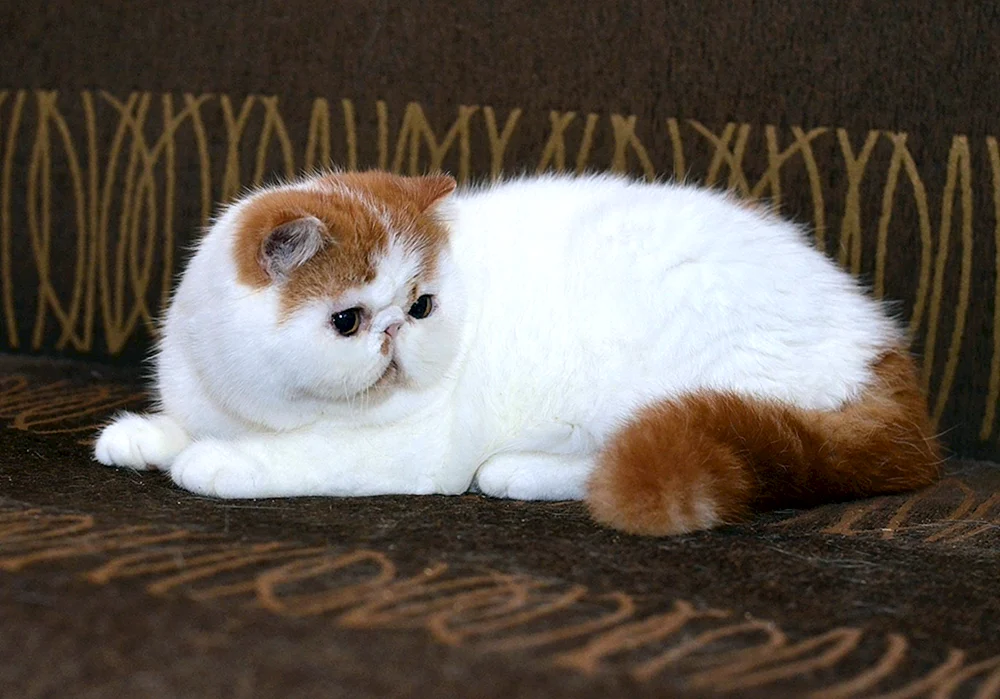 Japanischer Bobtail