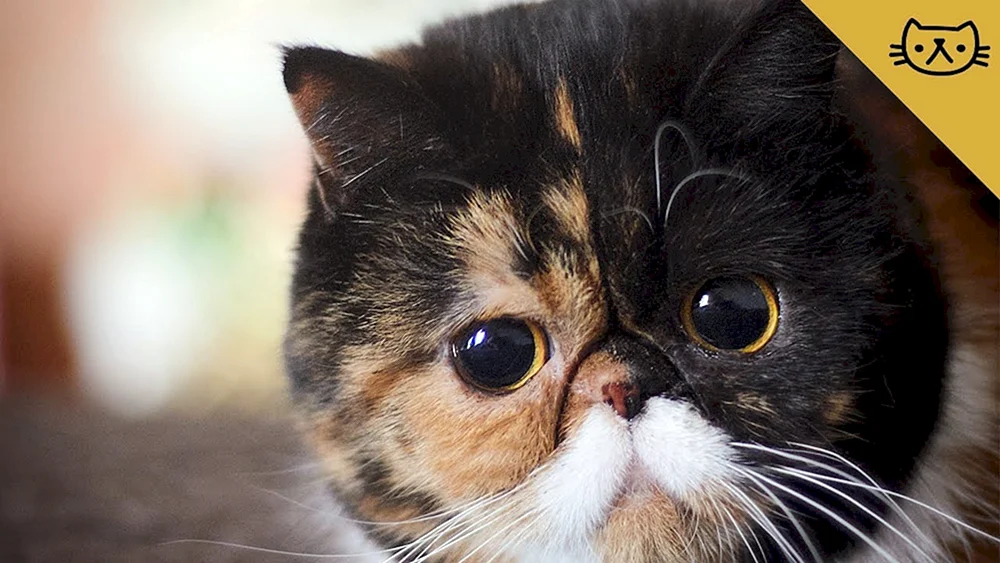 Exotische Katze