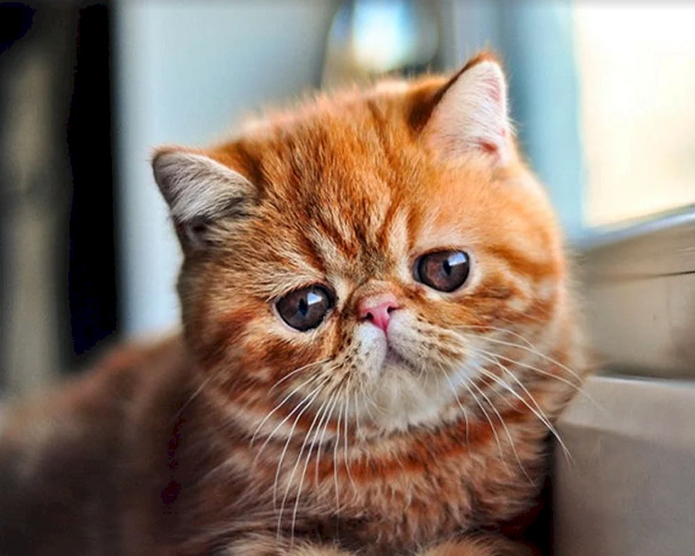 Exotische Katze