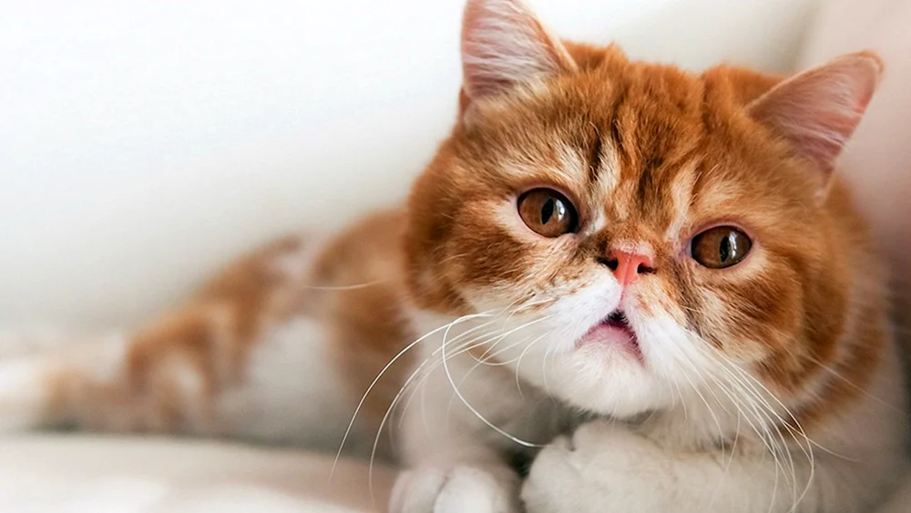 Exotische Katze