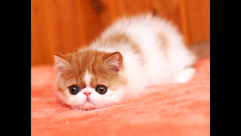 Exotische Katze