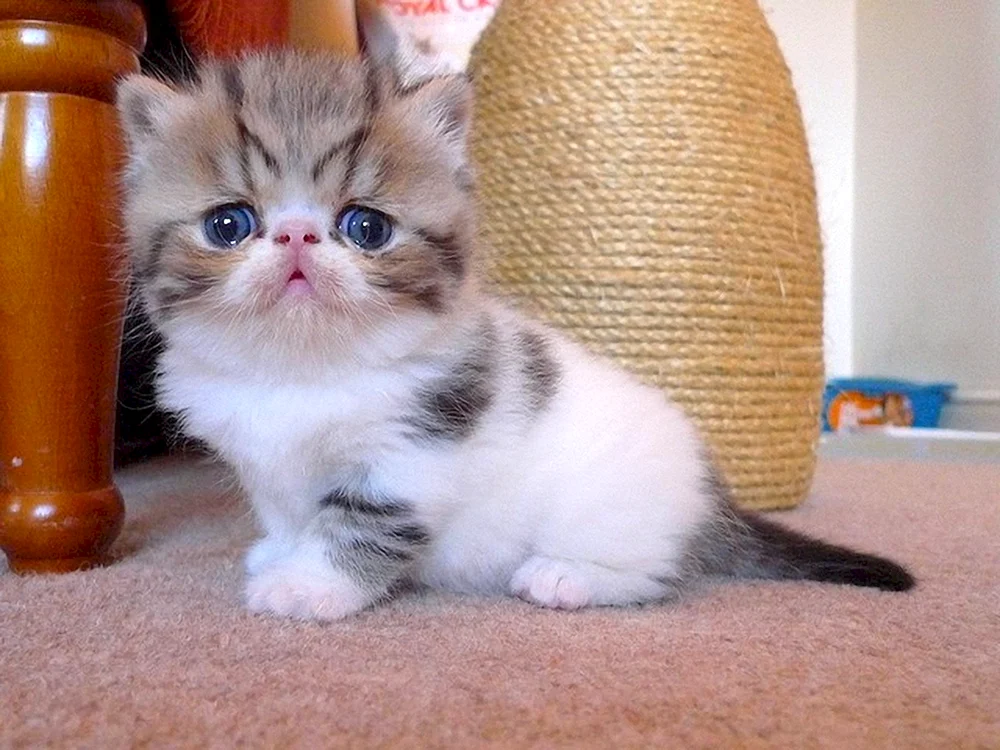 Exotische Katze