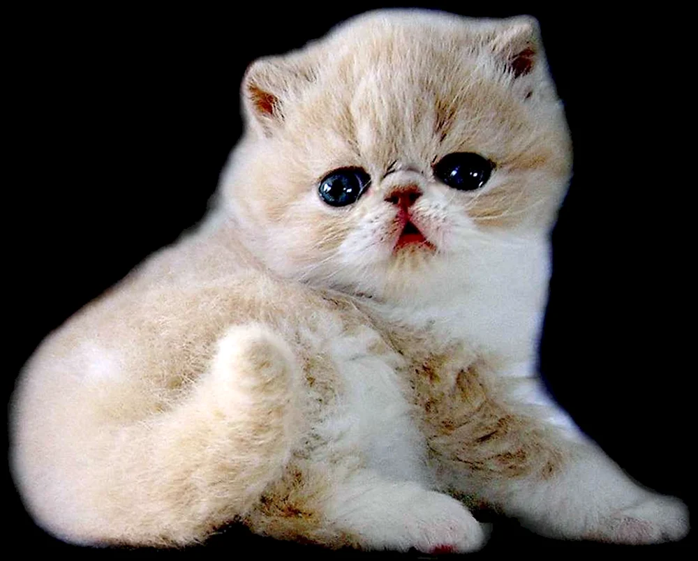 Britische Chinchillakatze
