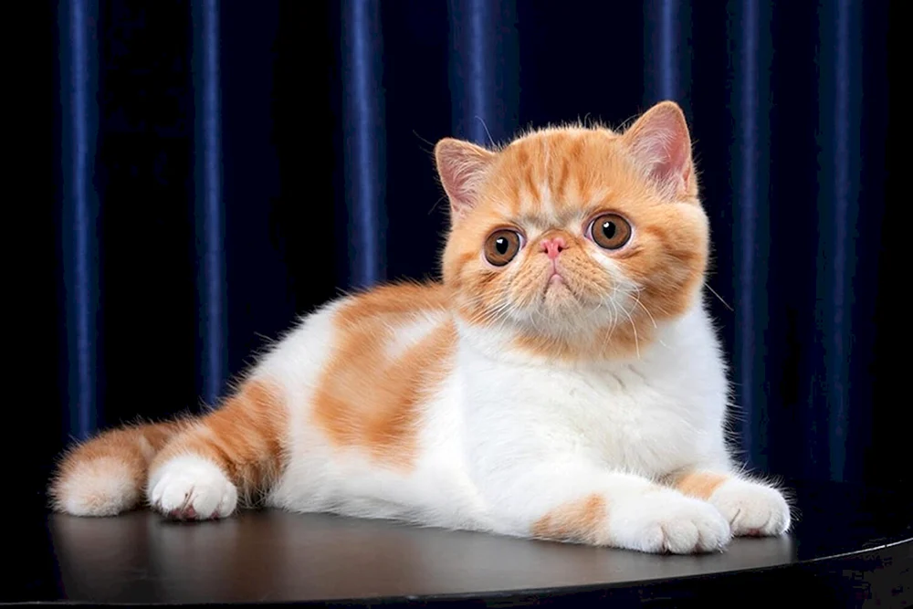 Japanische Katze.
