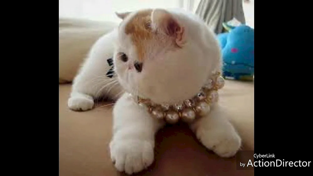 Perserkatze. Munchkin