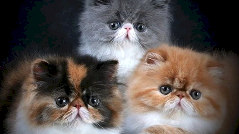 Exotische Langhaar-Katze