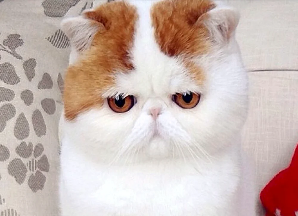 Exotische Katze