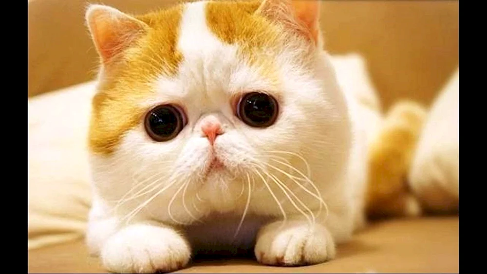 Exotische Katze Snoopy