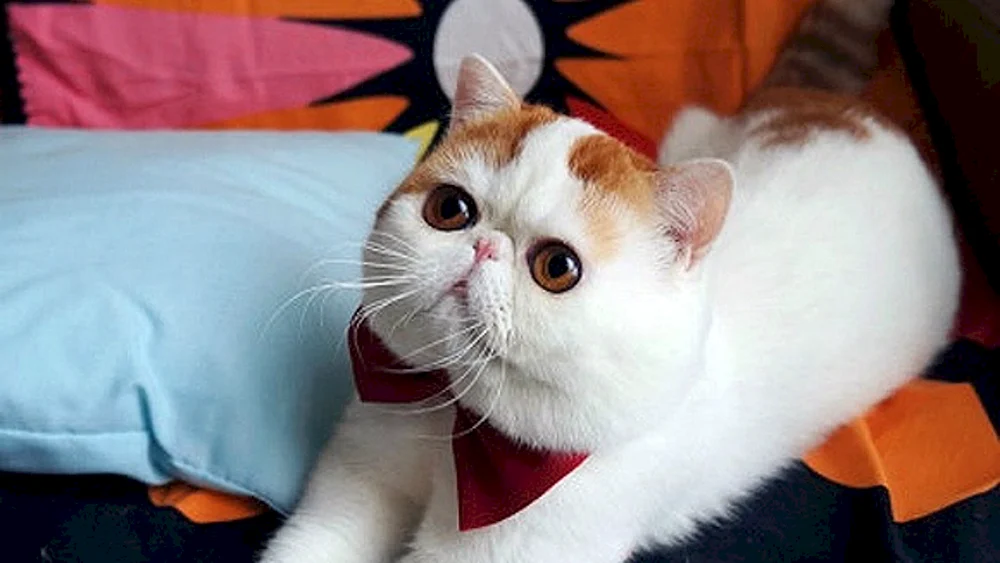Exotic Shorthair Snoopy