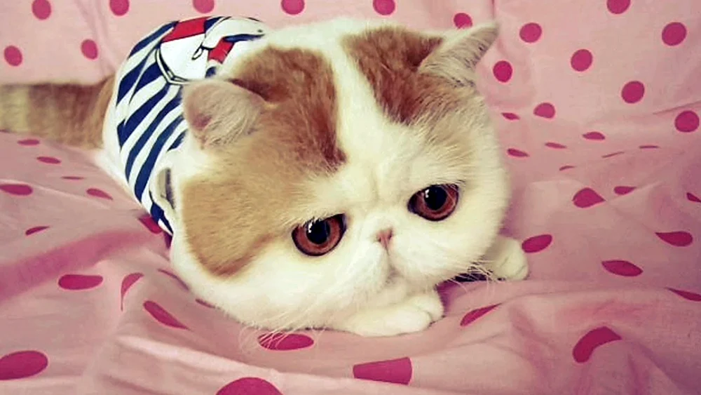 Karakal-Katzen
