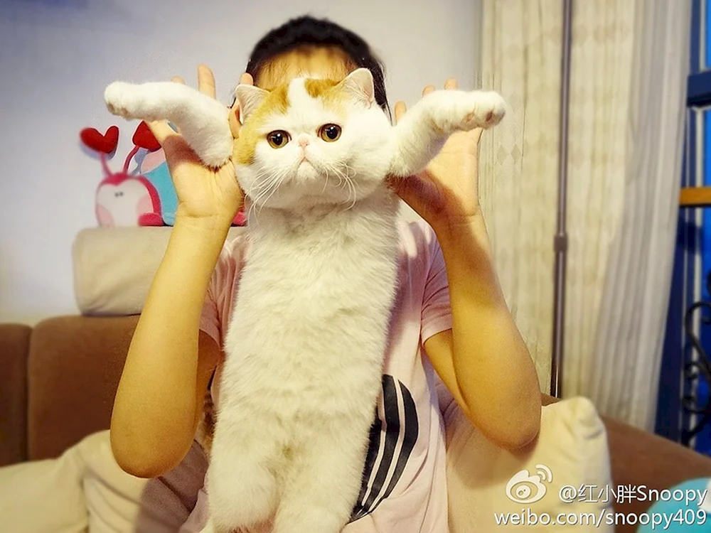 Exotic Cat. in Japan