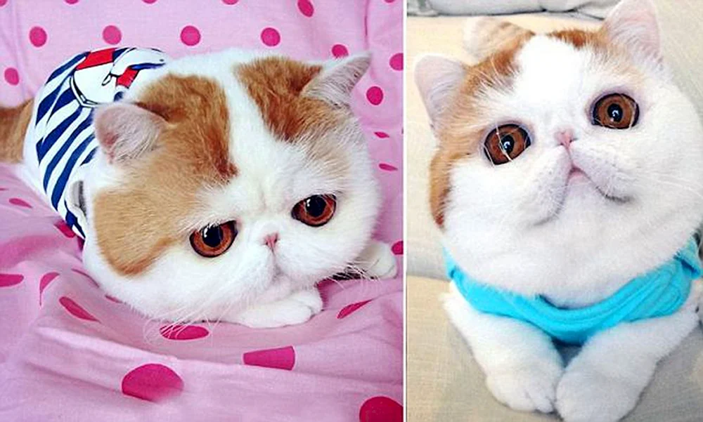 Exotische Katze
