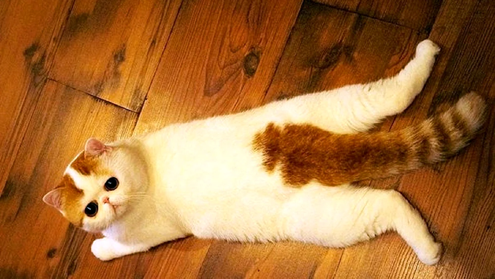 Japanische Katzenrasse