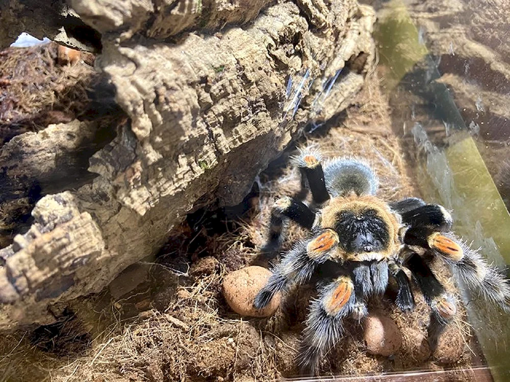 Exotic spiders