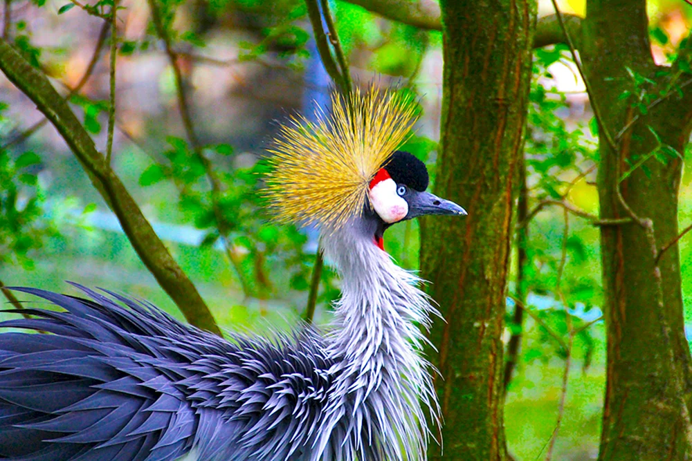 Exotische Vögel
