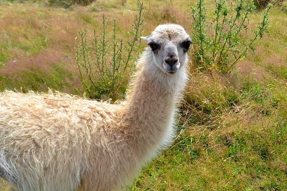 Lama Alpaka Guanaco Vicuña