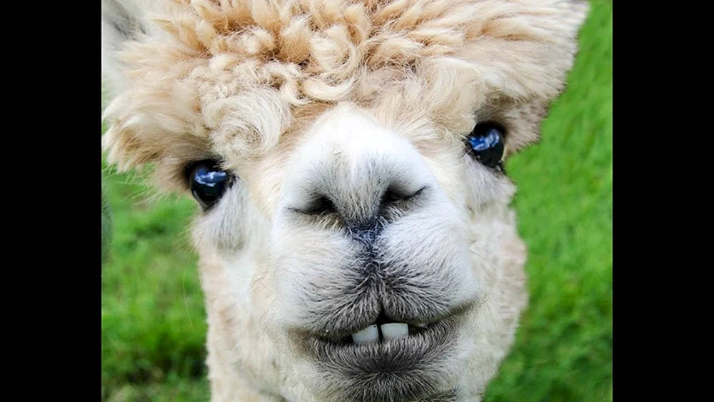 Lama Buckel.