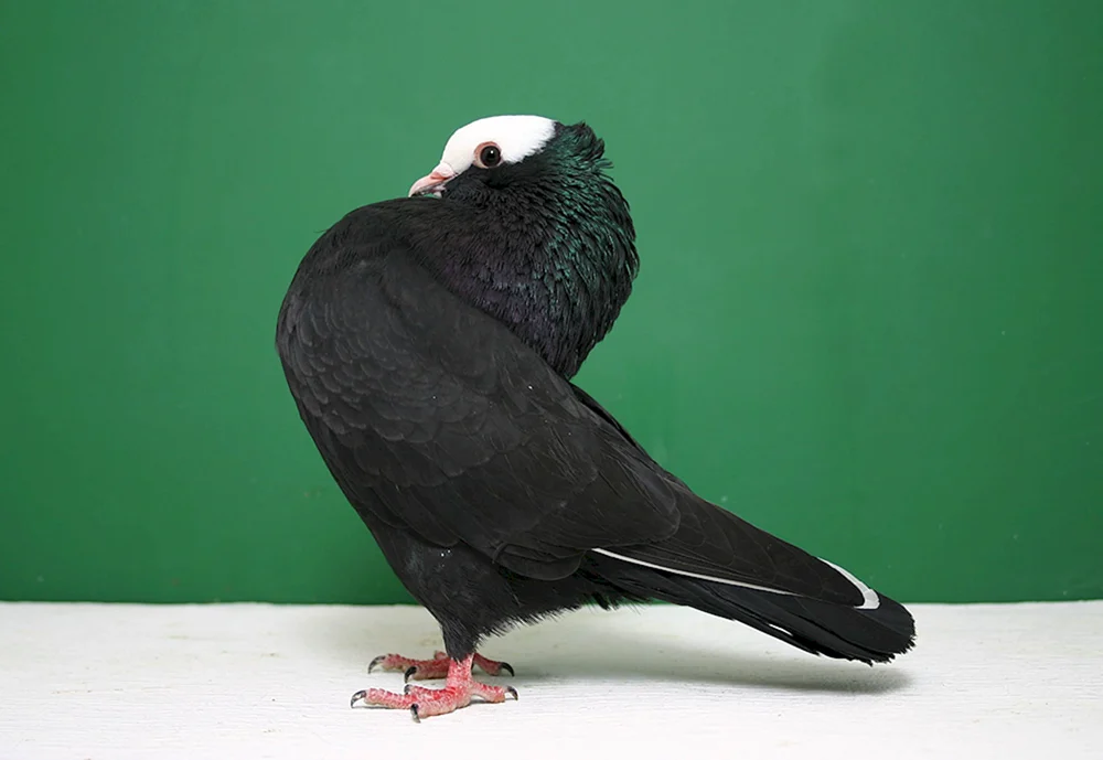 Schwarzkehltaube