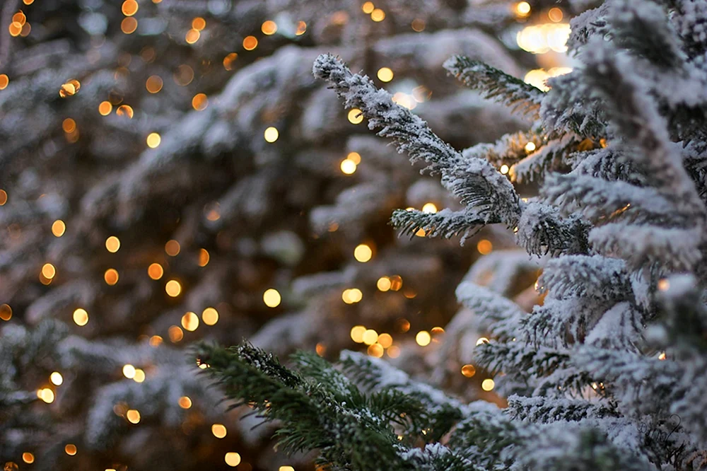 Winter schnee