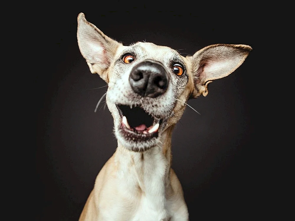 Elke Vogelsang