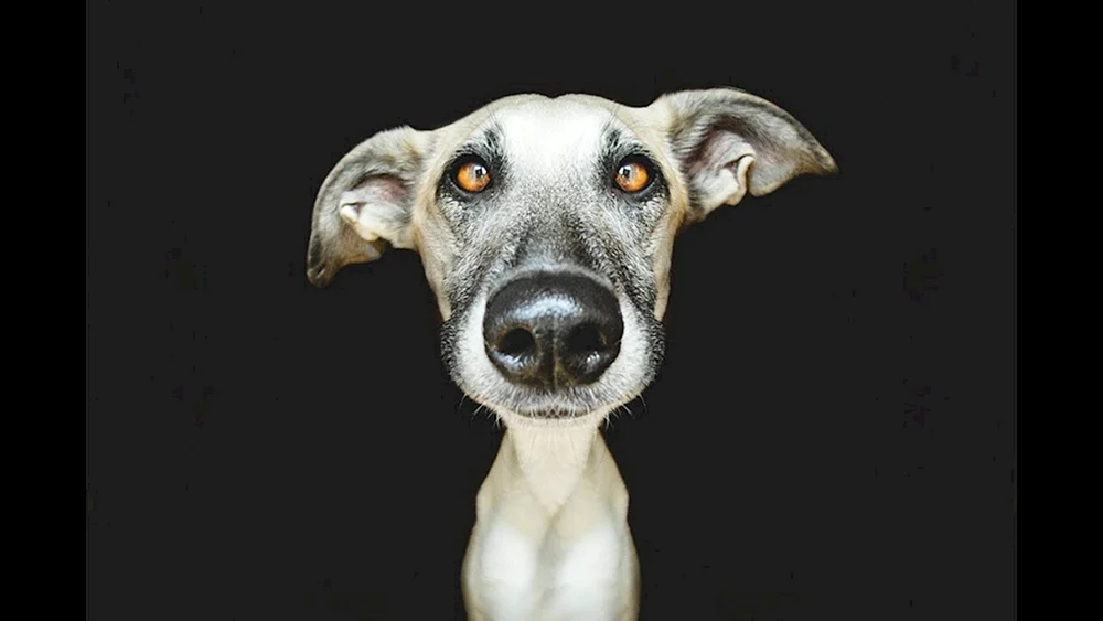 Elke Vogelsang