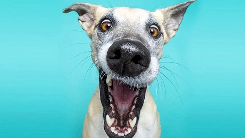 Lustige Hunde