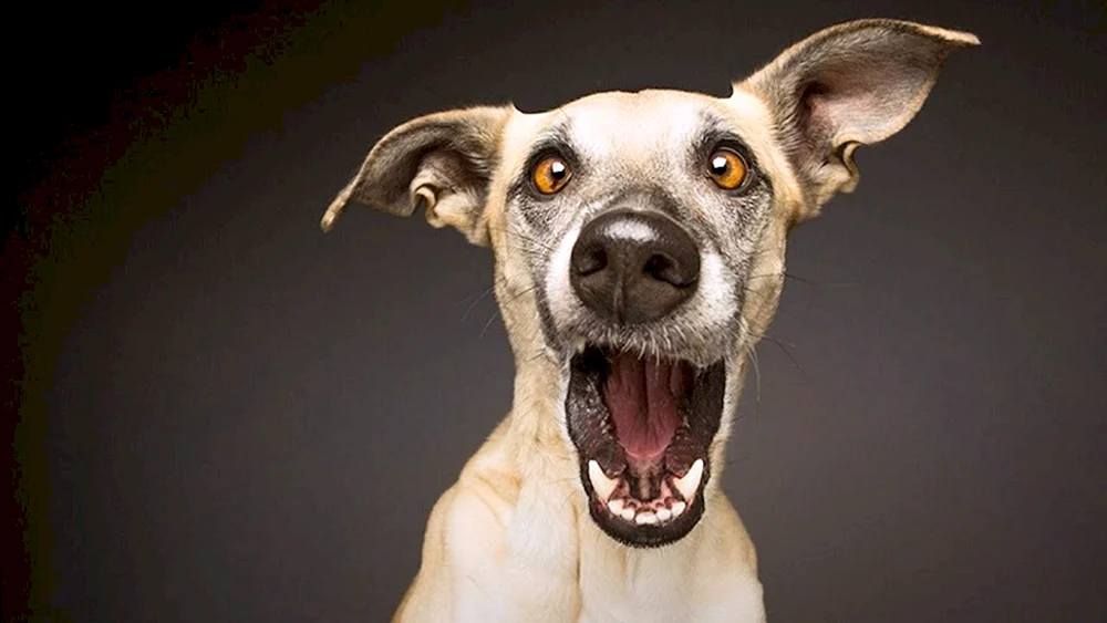 Chinesischer Schopfchihuahua Elwood