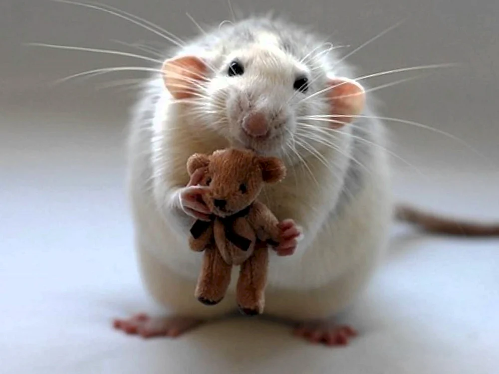 Fette Ratte
