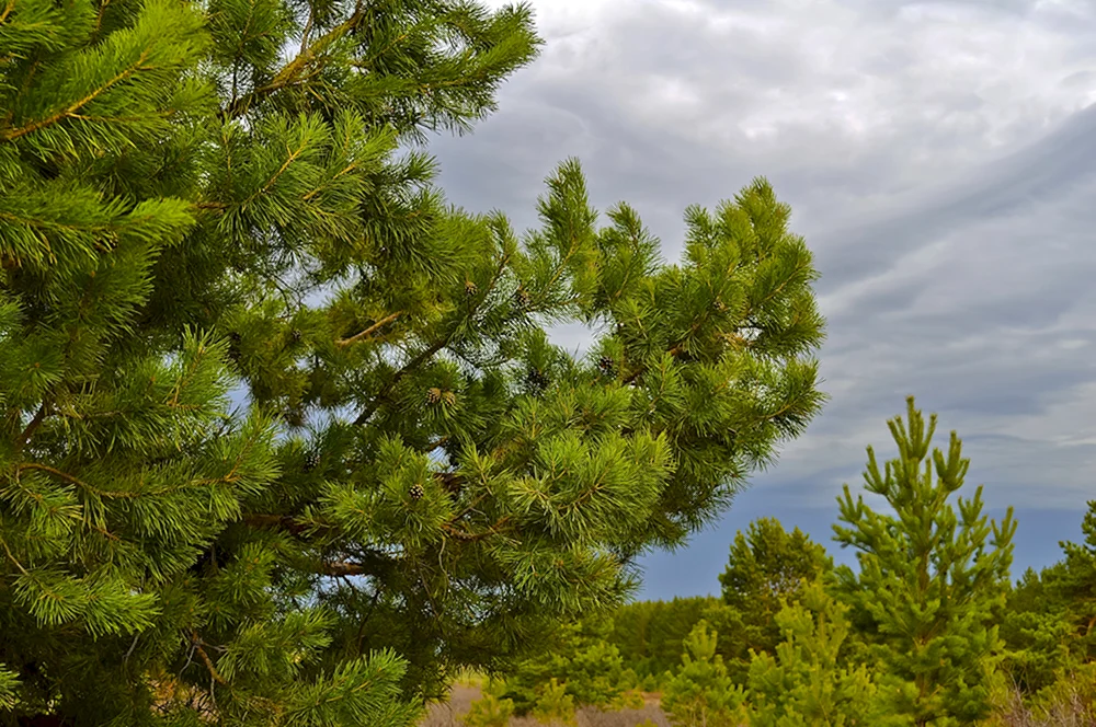 Pinus pinea