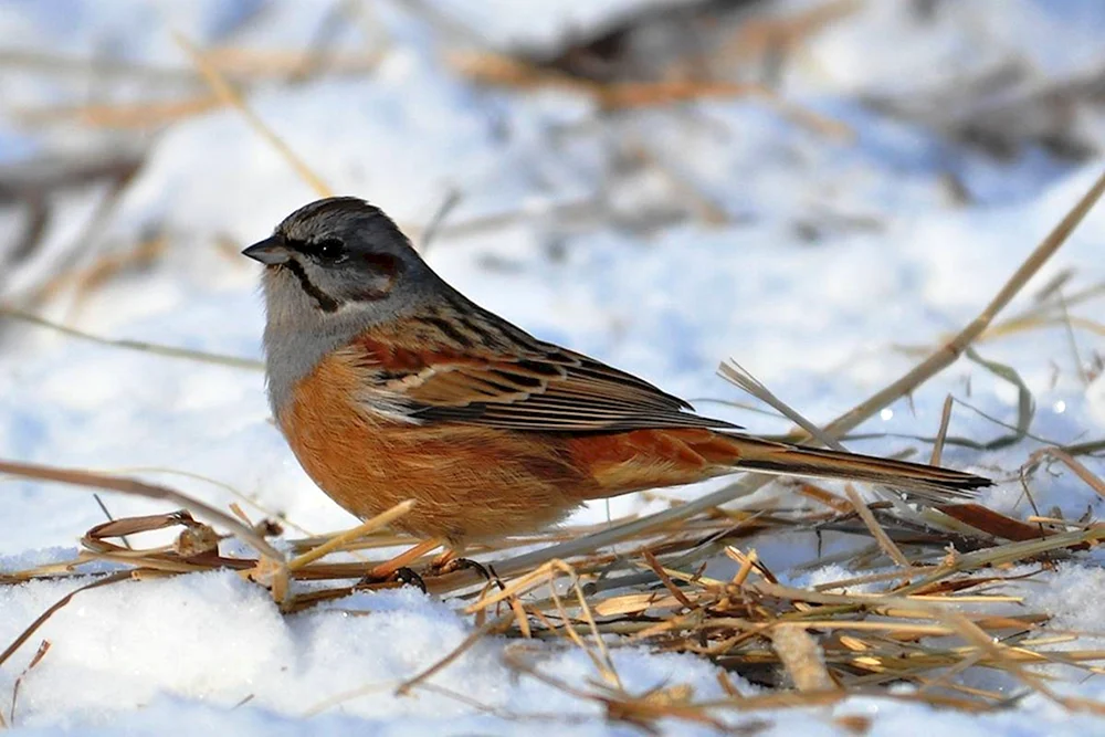 Emberiza godlewskii