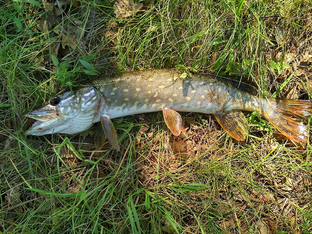 Hecht Spinnfang