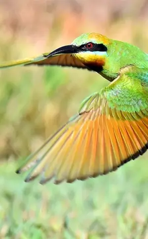Encomeruc-Vogel in Australien