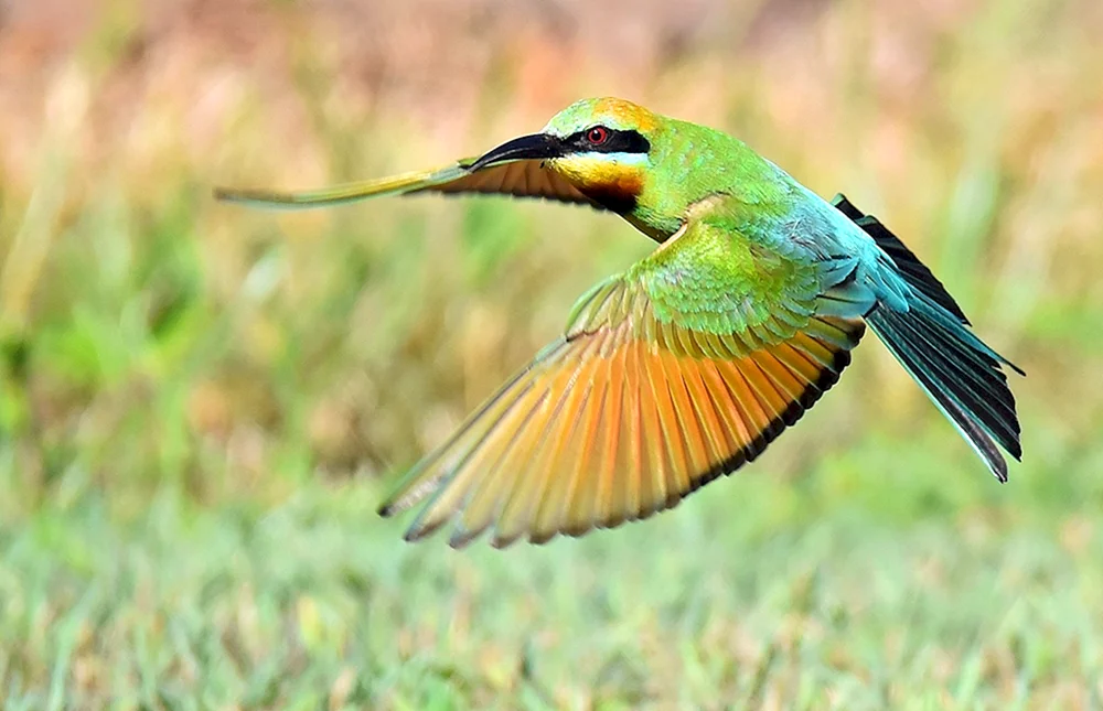 Encomeruc-Vogel in Australien
