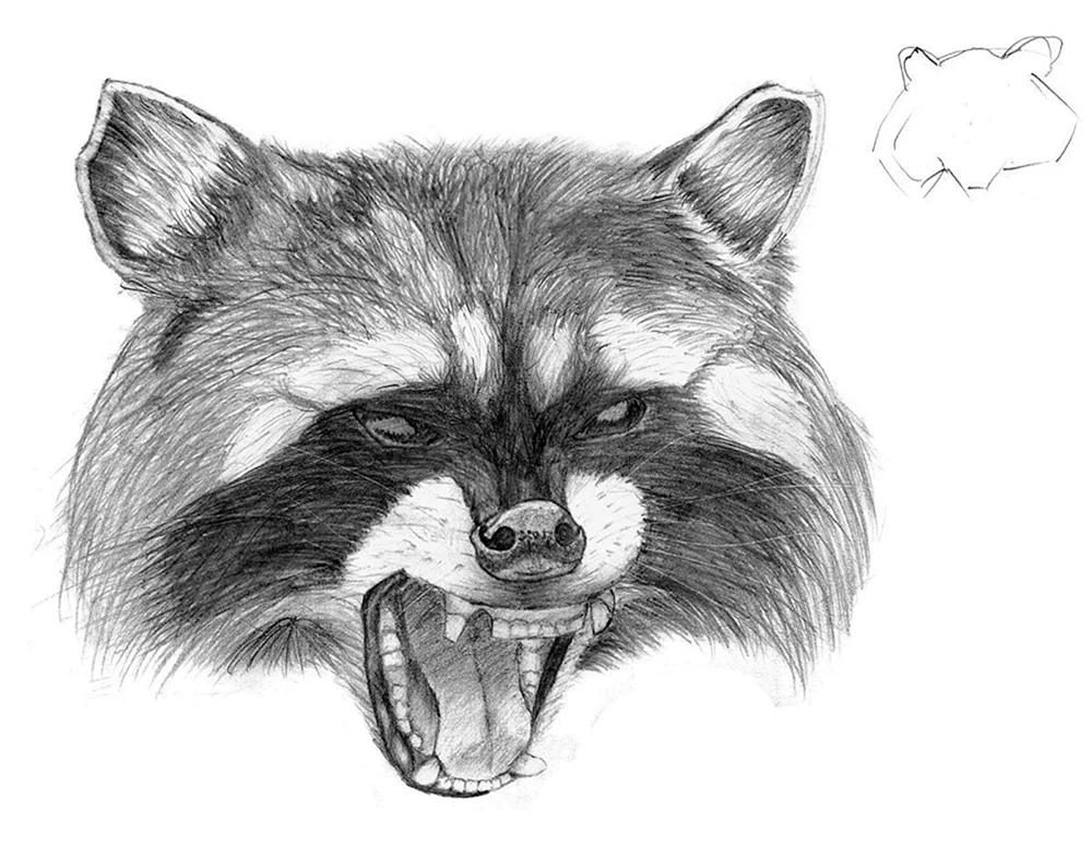 Waschbär Ausmalen