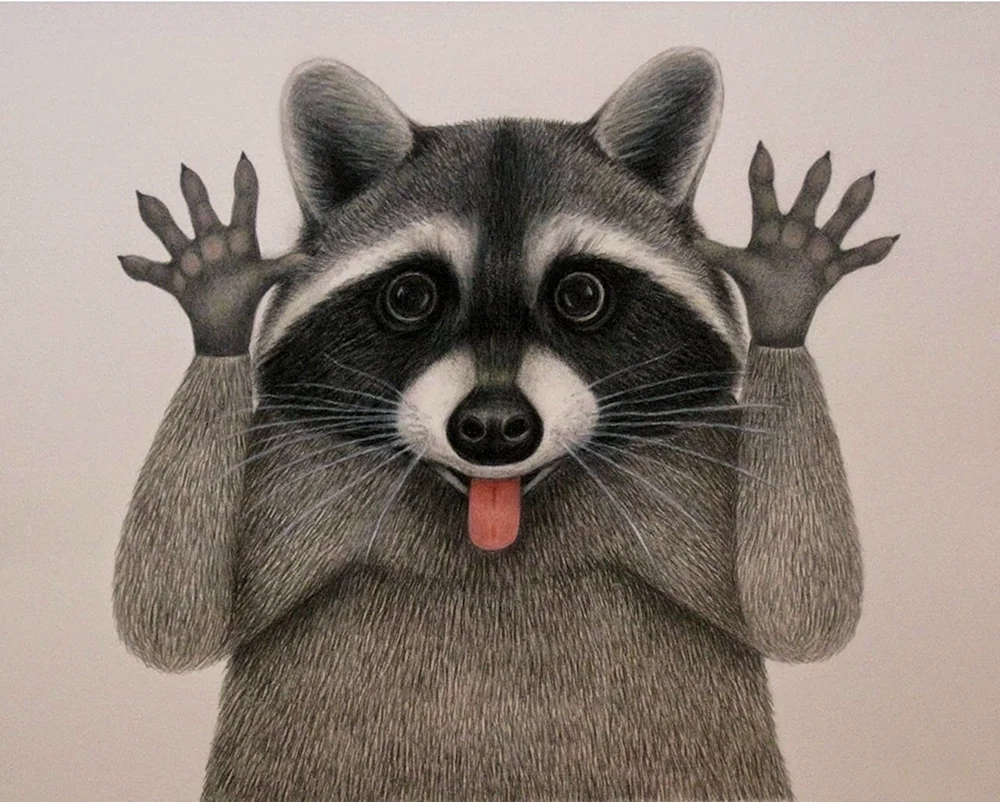 Waschbär Zeichnung