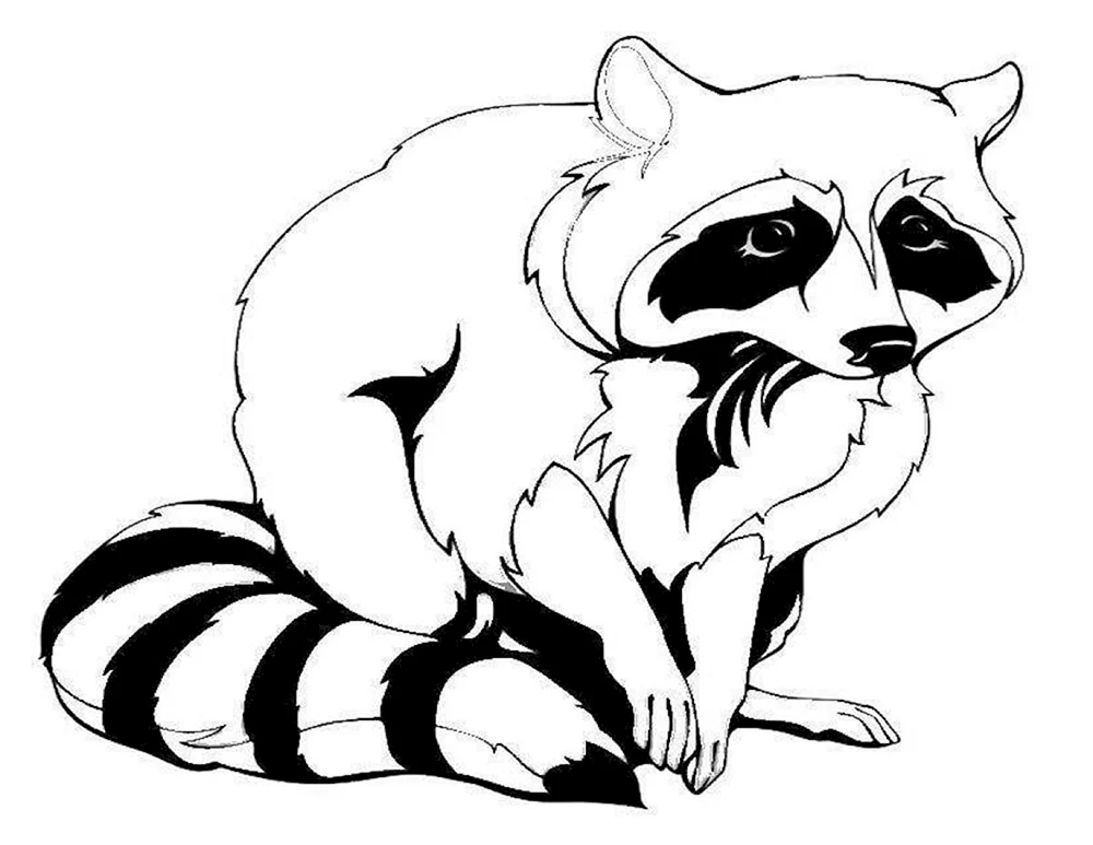 Waschbär Zeichnung