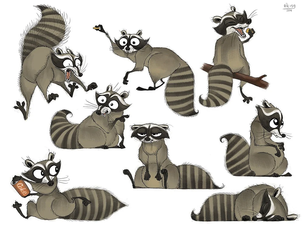 Waschbär Zeichnung